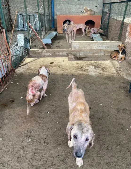 Finike Hayvan Barınağında Skandal Görüntülere Soruşturma 3